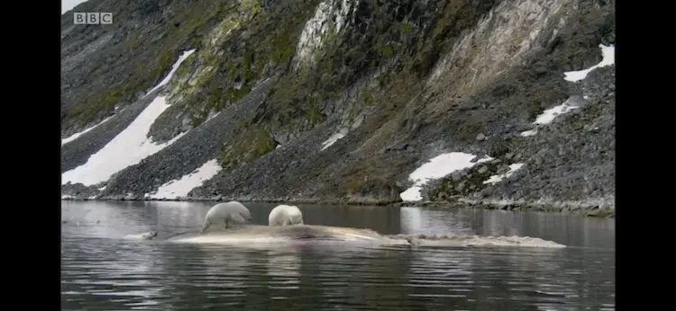 Polar bear (Ursus maritimus) as shown in Frozen Planet - Autumn